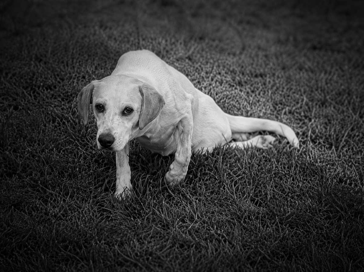 VITAPET