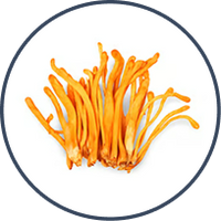 Cordyceps