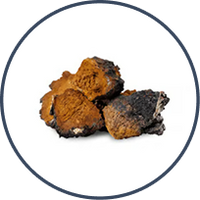 Chaga
