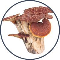 Reishi