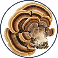Turkey Tail