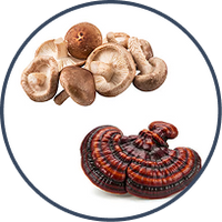 Shiitake y Maitake