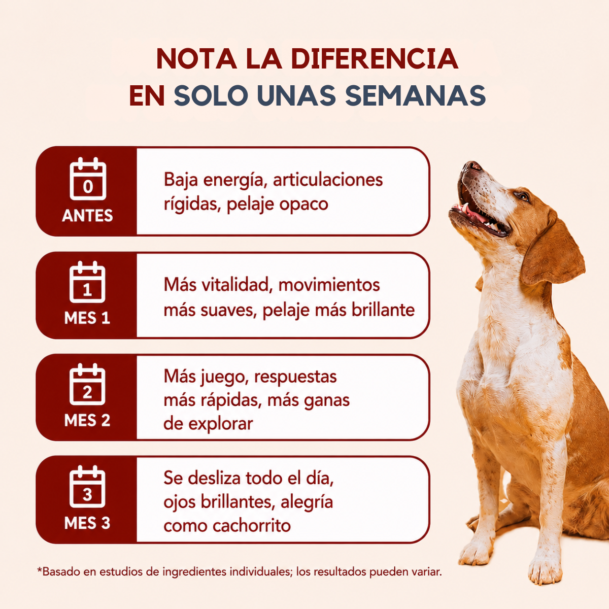 VITAPET™ - Apoyo diario para movilidad y bienestar.